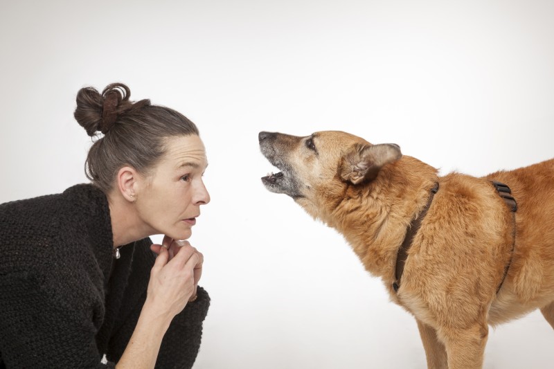 Bild zur Sendereihe Dog Talks: Calming signals – die „verborgene“ Sprache der Hunde
